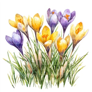 Peut inclure: Aquarelle représentant un groupe de fleurs de crocus jaunes et violettes, avec de l'herbe et du feuillage verts. Les fleurs ont des centres orange et sont posées sur un fond blanc. L'œuvre a une esthétique douce et naturelle.