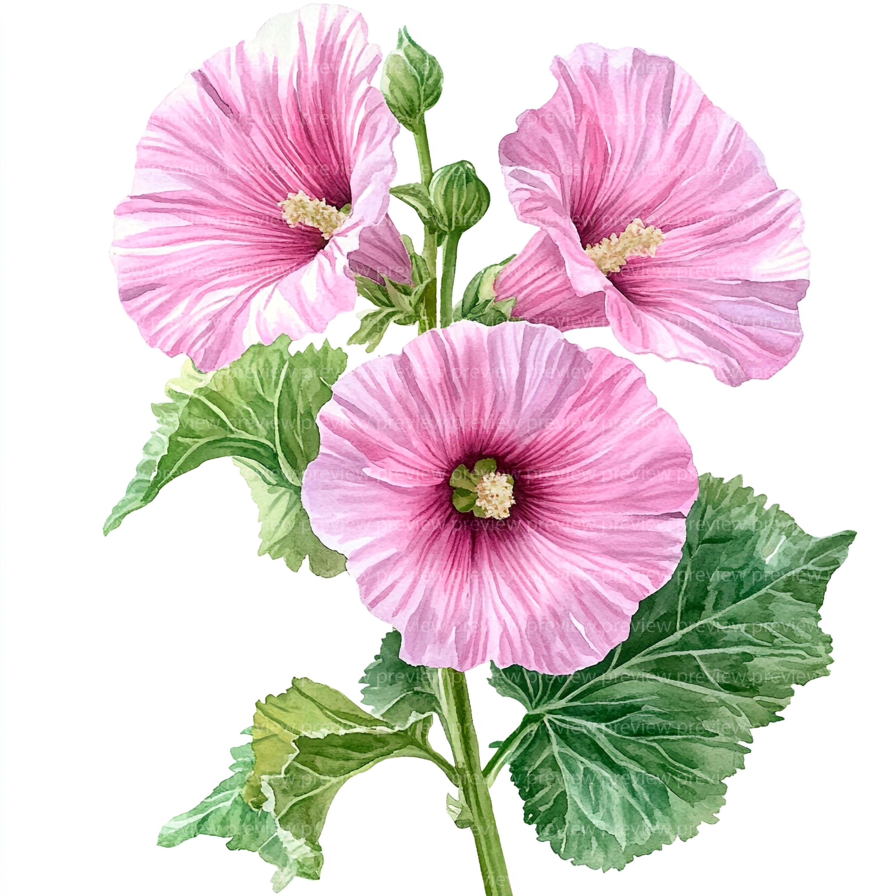 Watercolor Hollyhocks - Etsy
