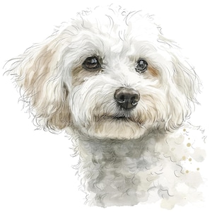May include: A watercolour portrait of a fluffy white dog with light brown markings around the ears and eyes. The dog has a dark nose and eyes, and a soft, textured coat. The artwork is set against a white background.