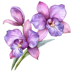 12 Orchid Blossom Watercolor Clipart Bundle, Orchid Clipart for Scrapbooking and Journals & Journals | High-Quality JPGs | Digital Download