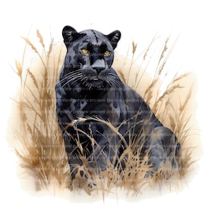 12 imágenes prediseñadas de pantera negra / Arte de acuarela de gato salvaje / Ilustración de animales de la sabana / JPG