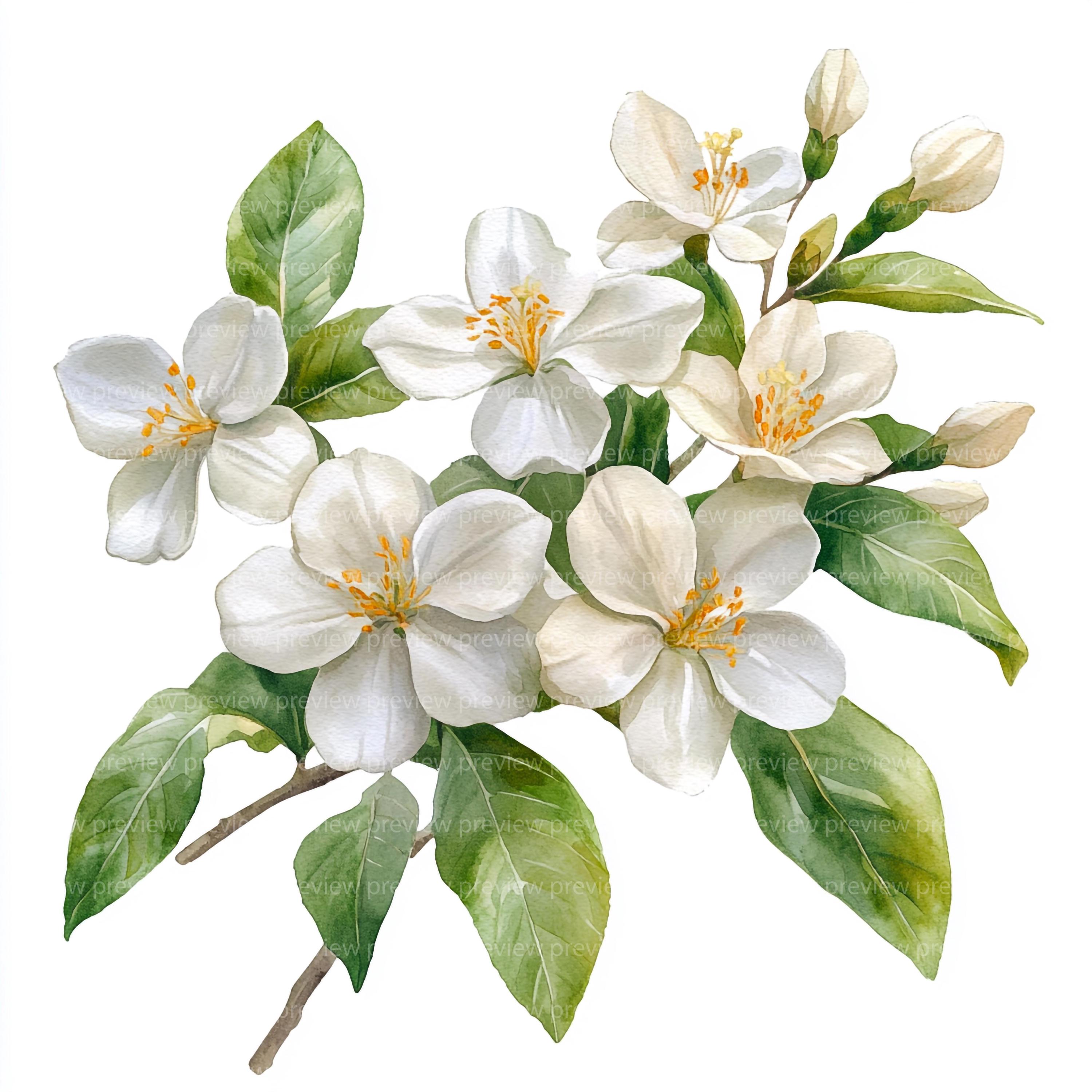 15 Watercolor Jasmine Clipart | White Flower Art | Tropical Floral ...