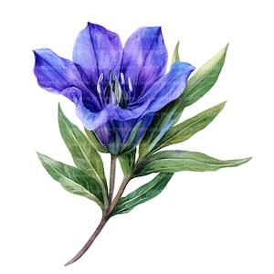 12 Gentiana Flowers Clipart | Blue Floral Watercolor Art | Botanical Alpine Flower Illustration JPG