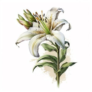 12 Clipart de lírio branco, flores de lírio branco, lírio aquarela, JPGs de alta resolução, planejador digital, diário de lixo, papel digital, arte de parede