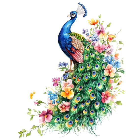 12 花の孔雀のクリップアート JPG | エキゾチックな鳥の水彩画 | 植物