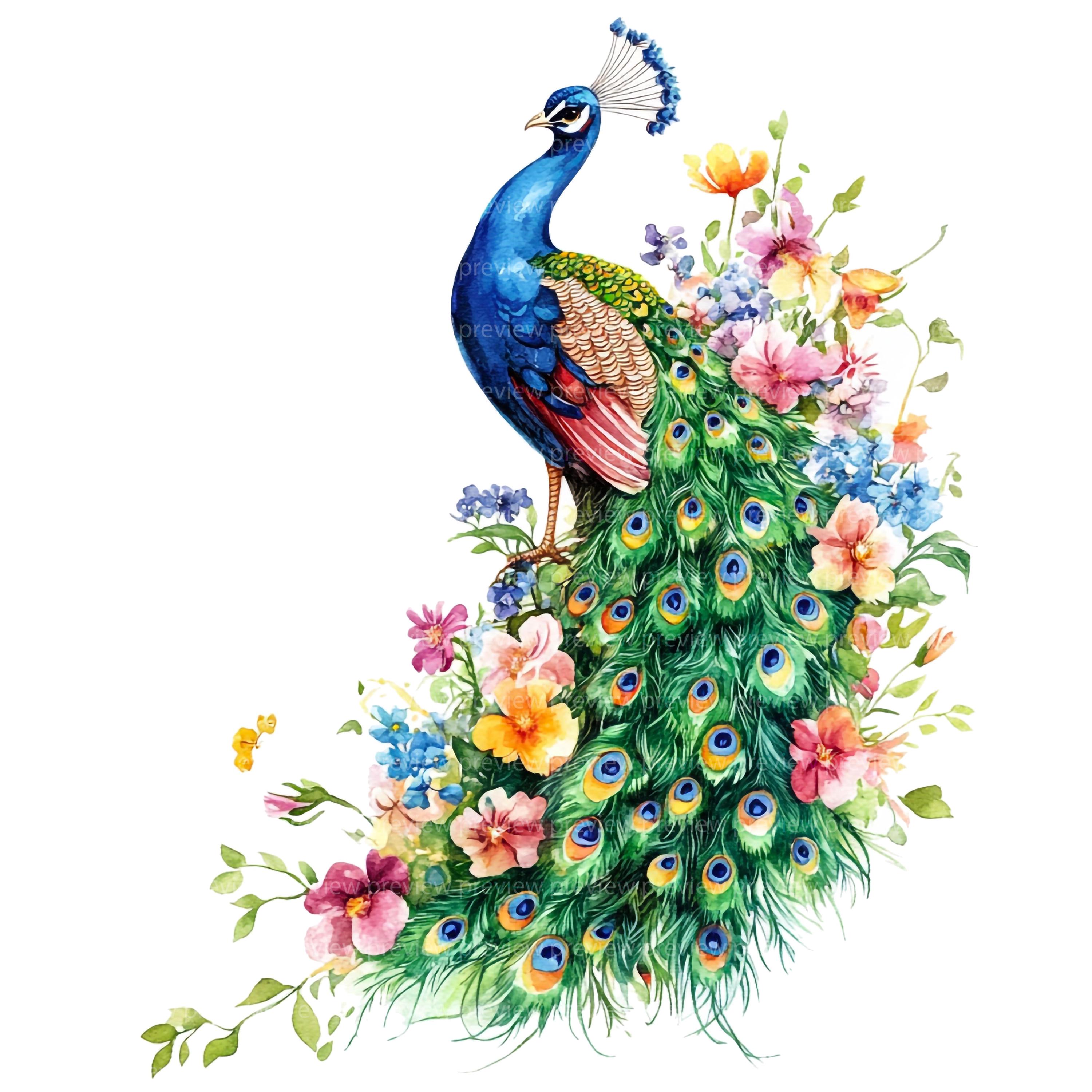 12 花の孔雀のクリップアート JPG | エキゾチックな鳥の水彩画 | 植物