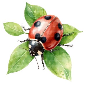 May include: Watercolor illustration of a ladybug with a red shell and black spots, resting on green leaves. The ladybug's head is black and white, and its legs are visible. The leaves are a vibrant green color.