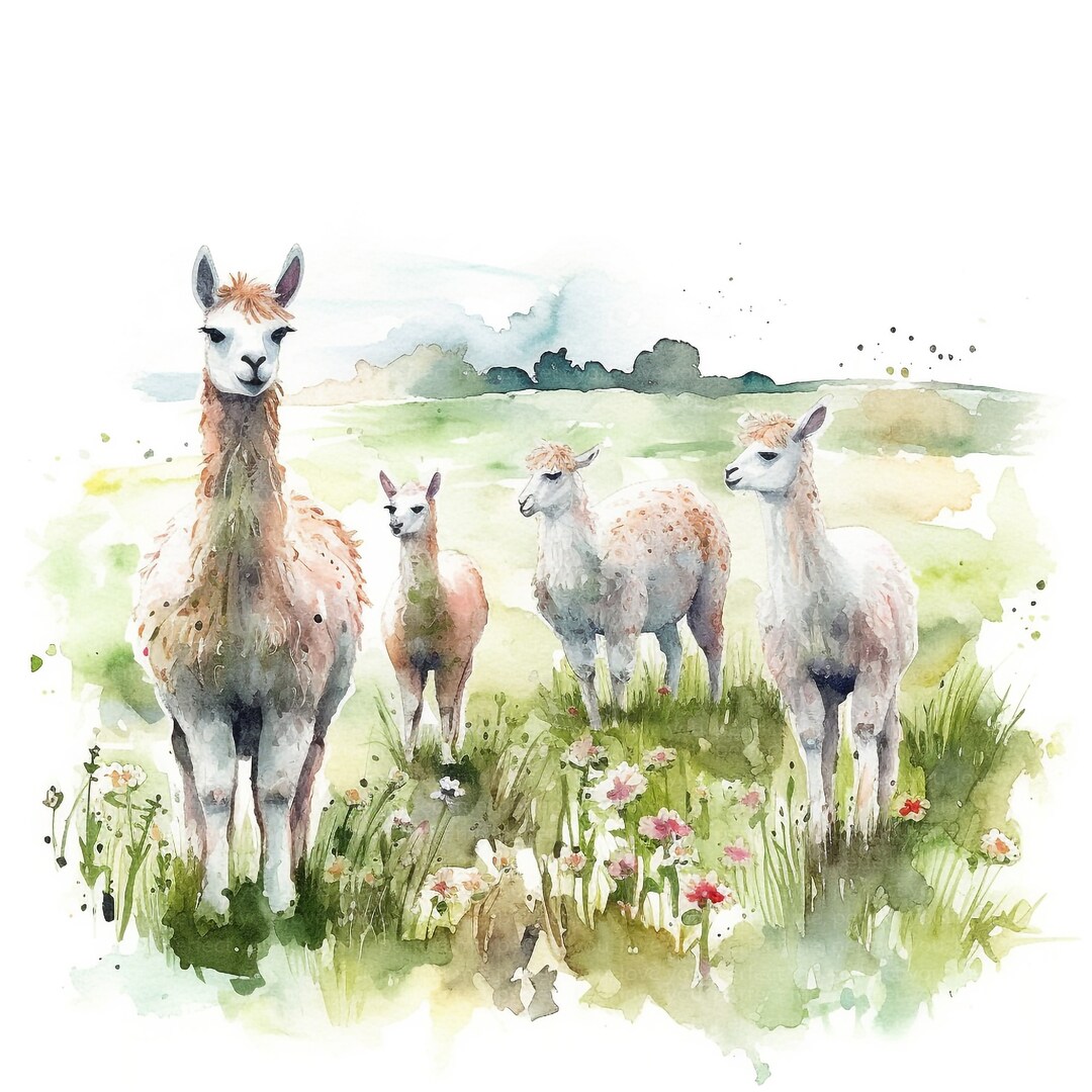 12 Alpacas on Field Clipart, Watercolor Alpacas Clipart, High ...