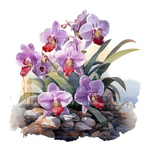 12 storczyków Clipart | Egzotyczna sztuka akwarelowa z kwiatami | Grafika do planera, ilustracja botaniczna JPG