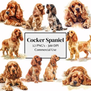 12 Aquarell Cocker Spaniel Clipart | Hunderasse Aquarell Porträt Kunst (PNGs, Kommerzielle Nutzung)