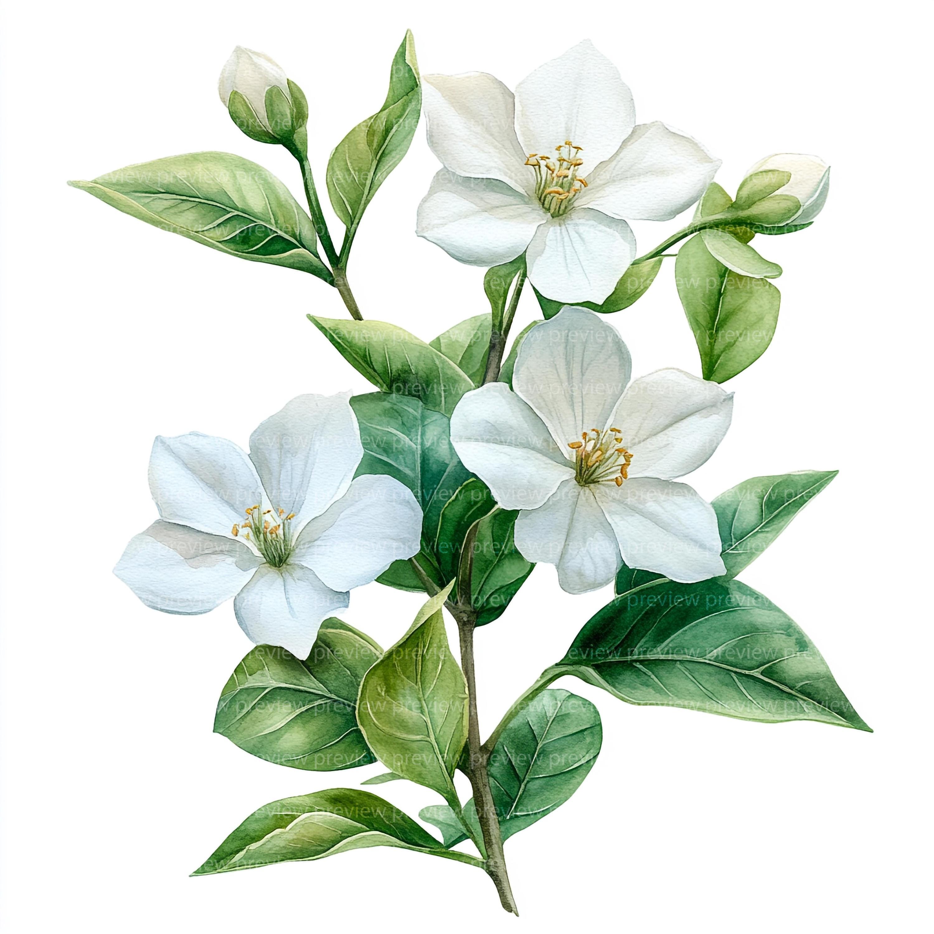 15 Watercolor Jasmine Clipart | White Flower Art | Tropical Floral ...