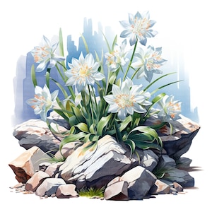 Puede incluir: Un grupo de flores blancas con pétalos delicados y centros amarillos, creciendo en un lecho de rocas. Las flores están rodeadas de hojas verdes y se encuentran sobre un fondo azul y blanco.