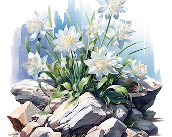 Watercolor Alpine Edelweiss Clipart | 12 High-Res JPGs for Digital Planner, Junk Journal, Nature Wall Art | Commercial Use