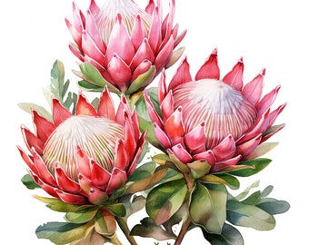 Watercolor Protea Flowers Clipart | 12 High-Res JPGs for Digital Planner, Junk Journal, Nature Wall Art | Commercial Use