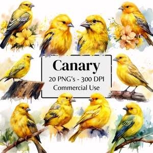 Canary Watercolor Clipart Canary Clipart Bird Clipart | Canary PNG 300 DPI | Wall Art, Digital Planner, Scrapbooks, junk journals
