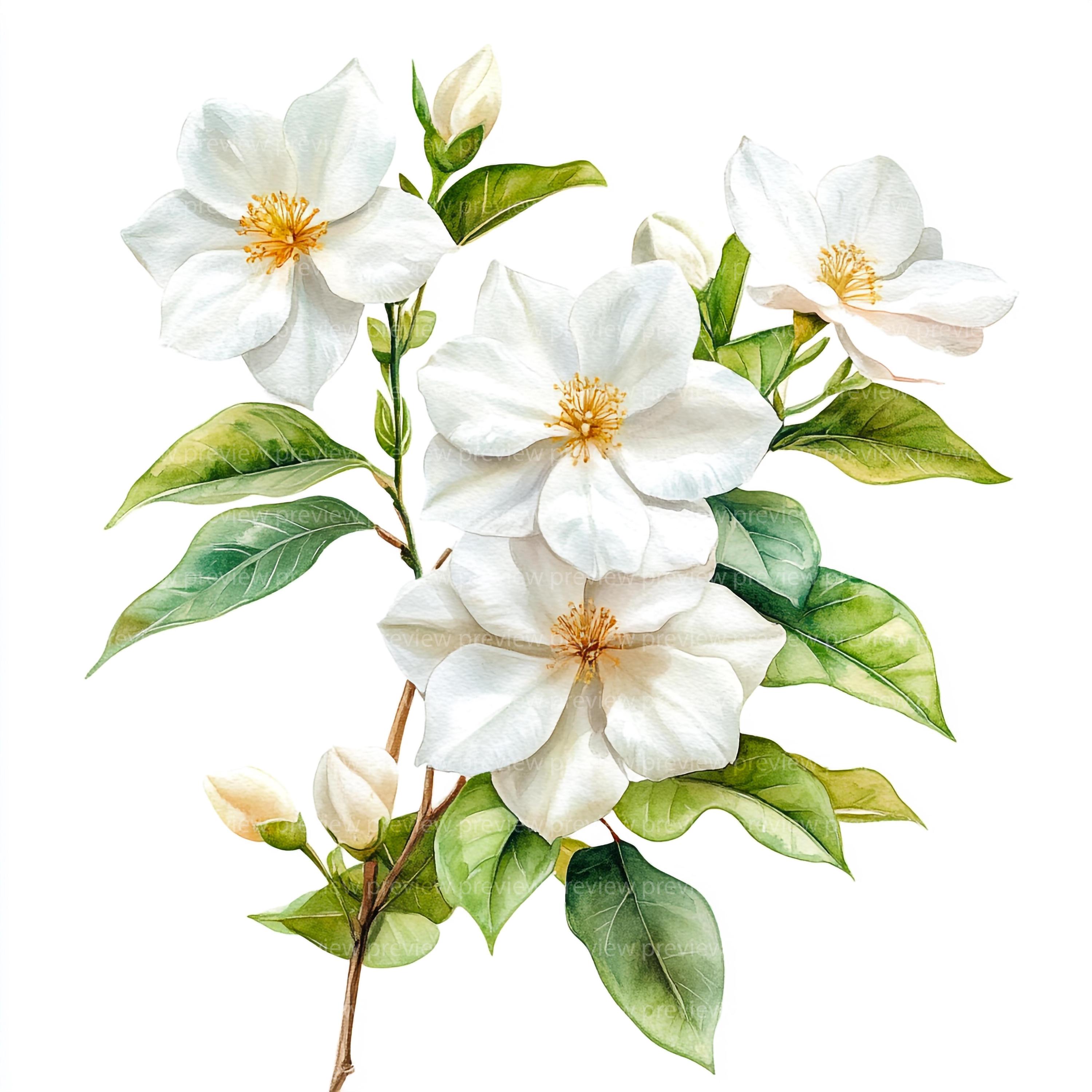 15 Watercolor Jasmine Clipart | White Flower Art | Tropical Floral ...