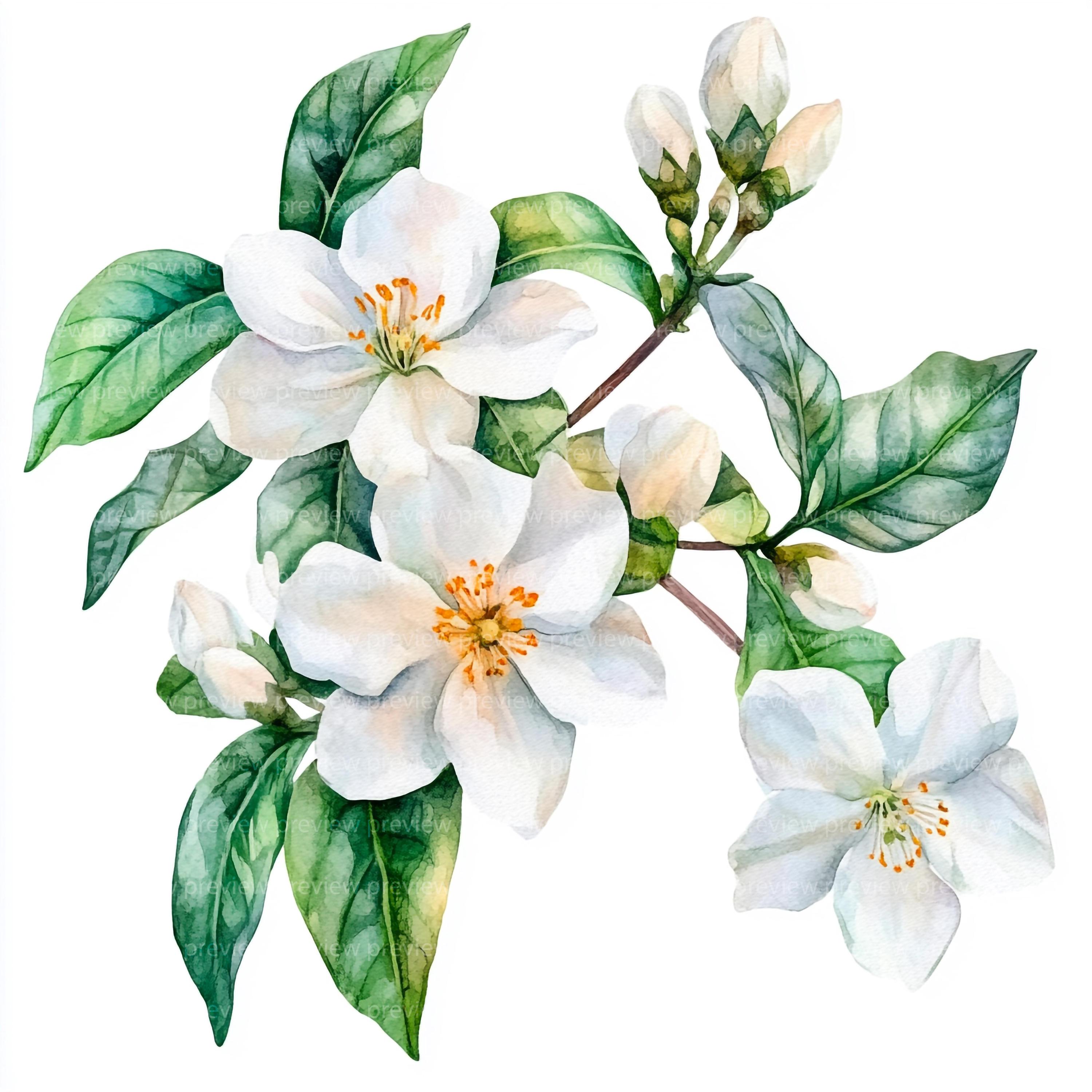 15 Watercolor Jasmine Clipart | White Flower Art | Tropical Floral ...