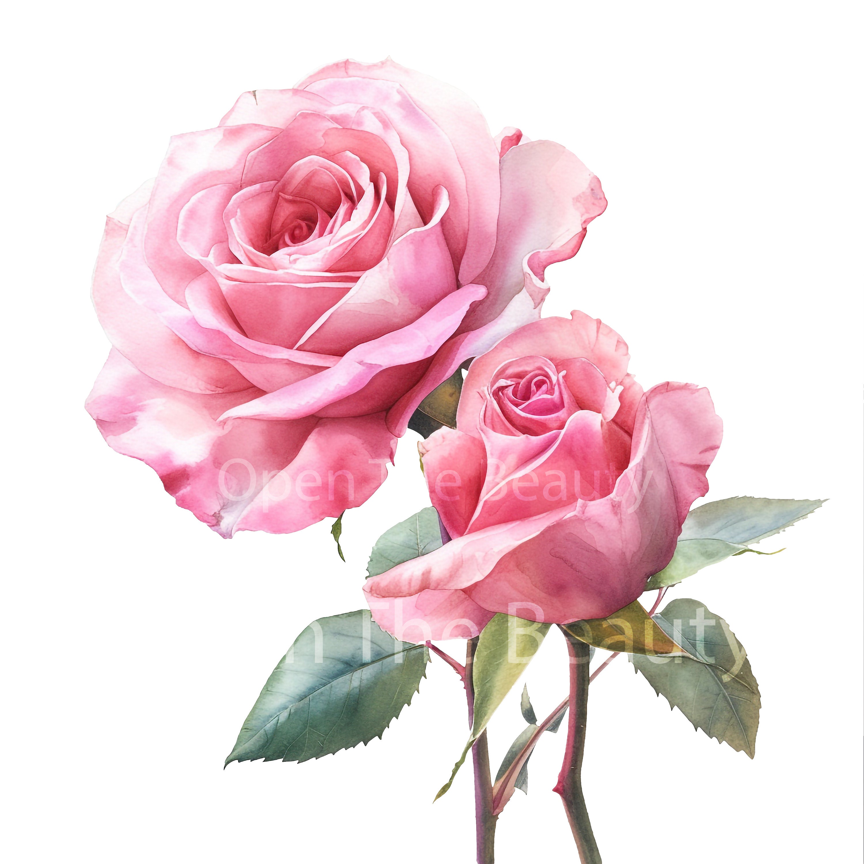 20 Pink Roses Watercolor Clipart | Pink Flowers, Floral Art (pngs ...