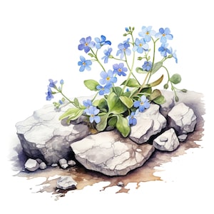 Petit Forget Me Nots Clipart | Forget Me Nots à l'aquarelle | 12 fichiers JPG haute résolution pour agenda numérique, scrapbooking, journal indésirable, etc.