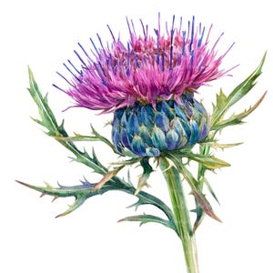 12 Clipart di fiori di cardo / Arte ad acquerello di fiori selvatici viola / Illustrazione botanica scozzese della natura JPG