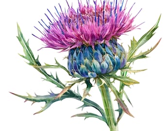 12 Thistle Flower Clipart | Purple Wildflower Watercolor Art | Scottish Botanical Nature Illustration JPG