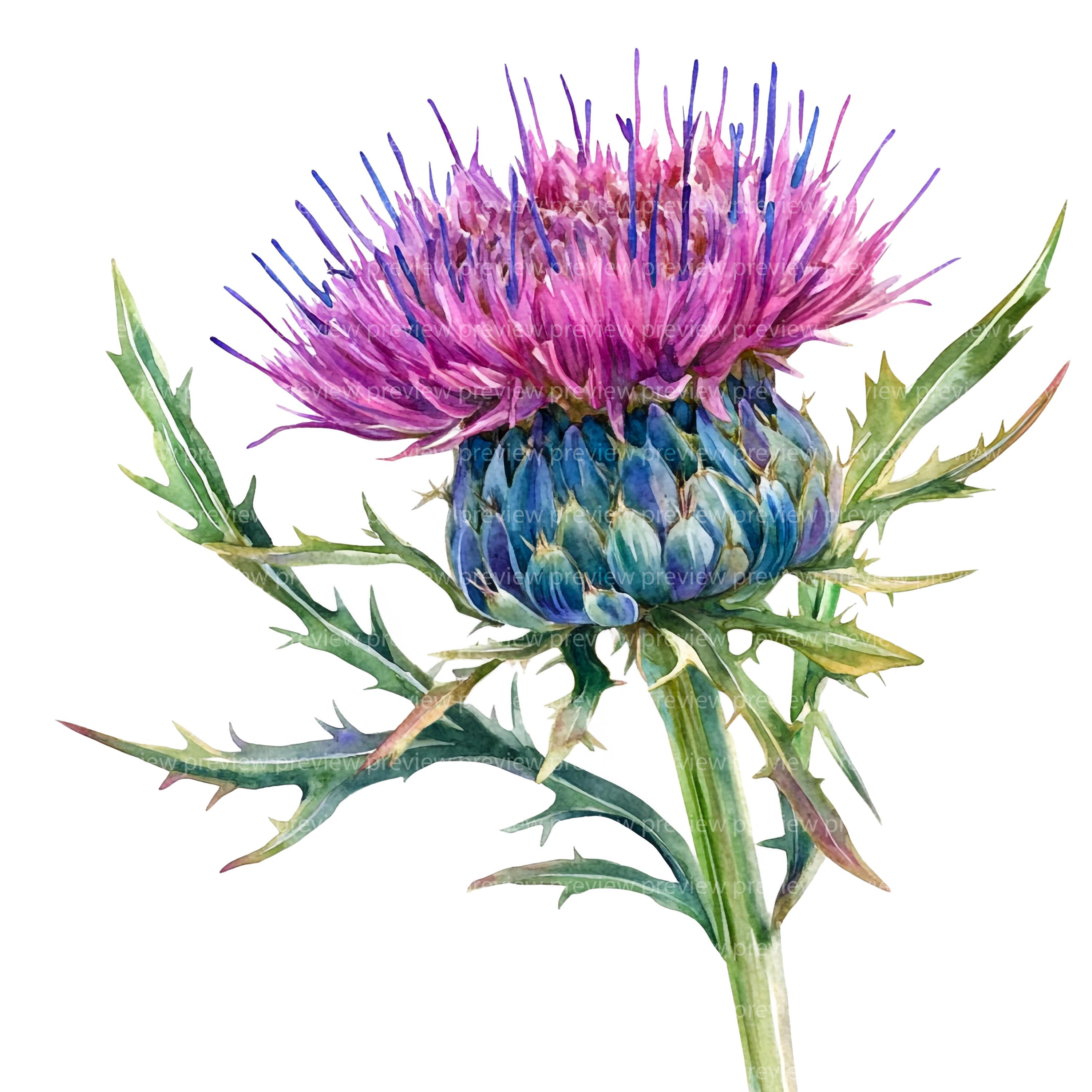 12 アザミの花のクリップアート | 紫色の野花の水彩画