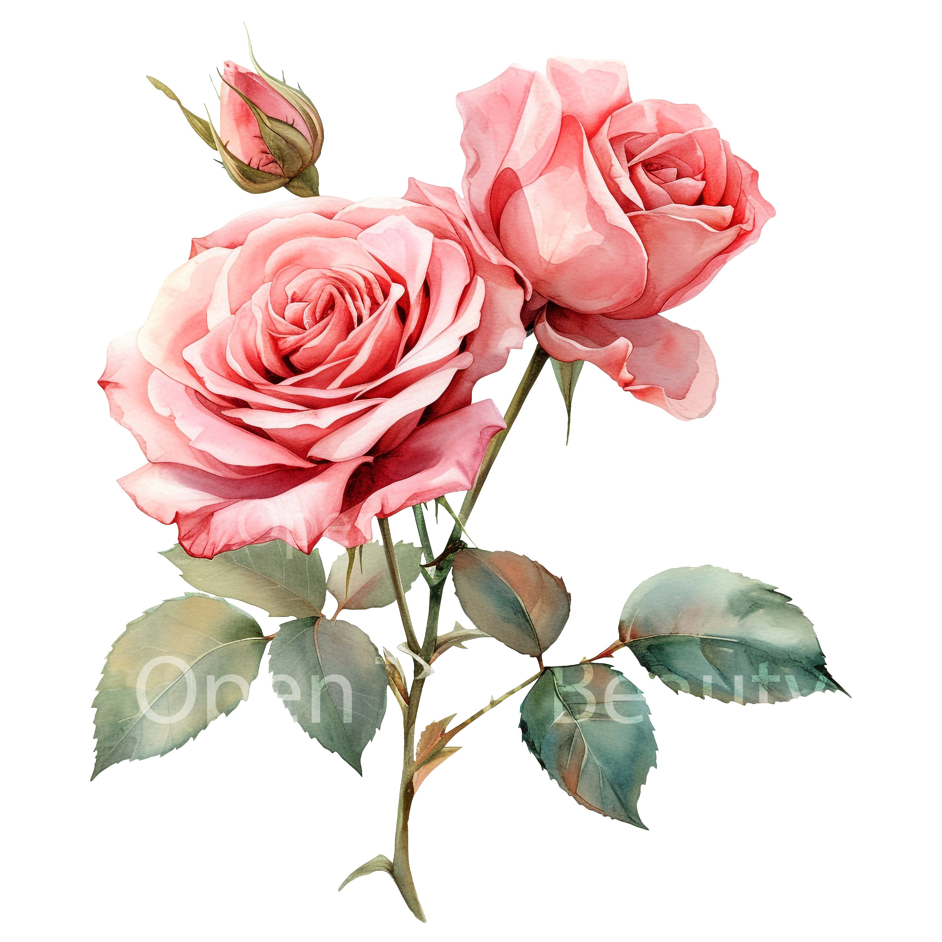 20 Pink Roses Watercolor Clipart | Pink Flowers, Floral Art (pngs ...