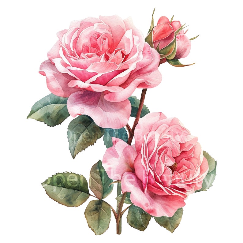 20 Pink Roses Watercolor Clipart | Pink Flowers, Floral Art (pngs ...