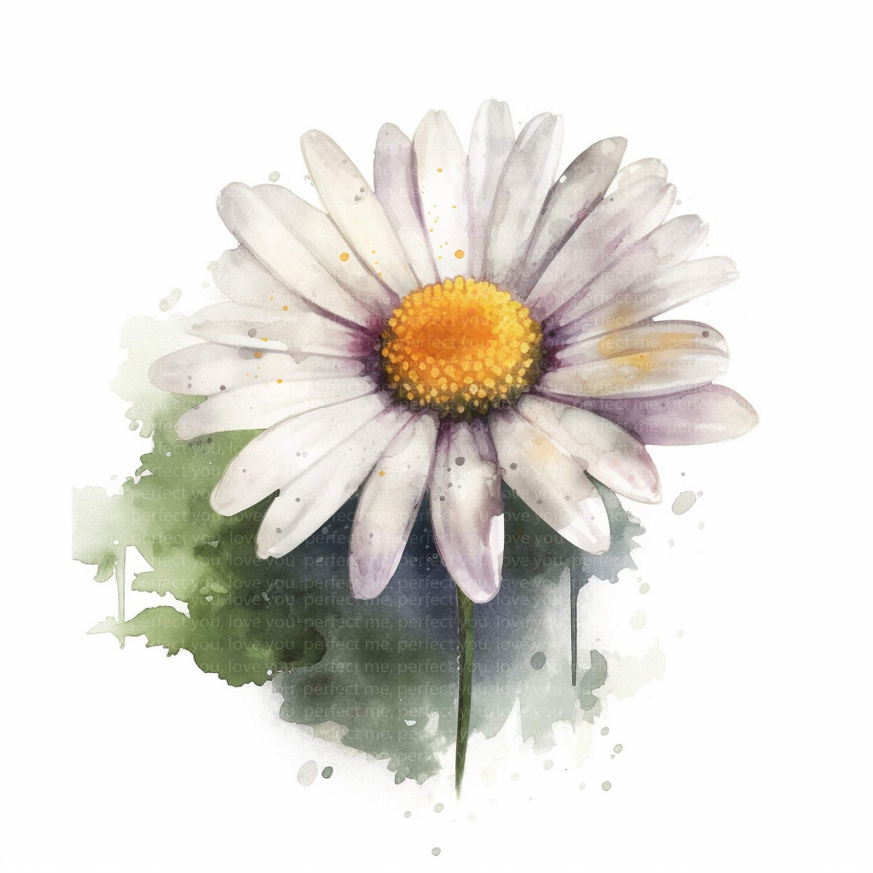 12 Daisy Clipart, Daisy Flowers, Digital Download, High Resolution Jpgs ...