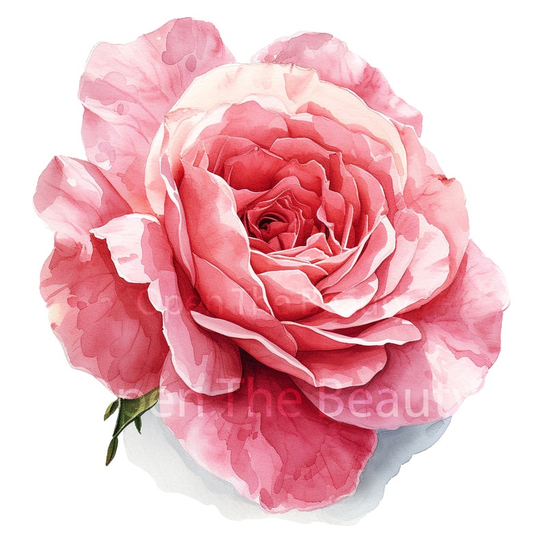 20 Pink Roses Watercolor Clipart | Pink Flowers, Floral Art (pngs ...