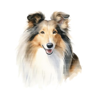 20 Rough Collie-clipart | Aquarel Lassie hond portret kunst | Illustratie langharige collie JPG