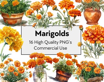 Peut inclure: Une illustration numérique de 16 fleurs de souci aquarelle dans différentes compositions. Les fleurs sont orange et jaunes avec des feuilles vertes. Le texte "Marigolds 16 High Quality PNG's Commercial Use" est affiché dans un rectangle noir.