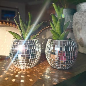 Disco Ball Succulent Plant
