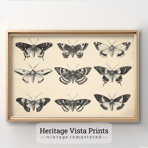 Vintage Butterfly Wall Art | Highly Detailed Butterfly Illustration Print | Nature Insect Decor | Perfect For Living Room or Office | w0593