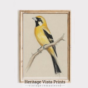Vintage Bird Wall Art, Digital Bird Art Print, Ornithology Wall Decor, Bird Lover Gift, Retro Bird Illustration, Nature Art Print | p0682