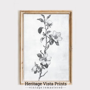 Vintage Flowering Branch Print | Black & White High Resolution Drawing | Printable Neutral Botanical Lineart Classical Illustration | p0426
