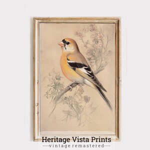 Bird Wall Art | Bird Illustration Print | Vintage Bird Decor | Home Decor Wall Art | Botanical Art Print | Bird Painting Art | p0632