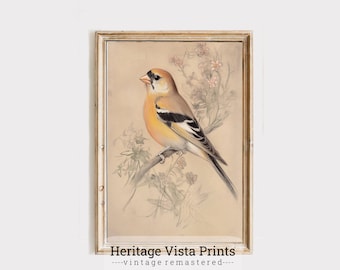 Vintage Vogel Illustration Kunstdruck: Botanische Illustration Kunstdruck