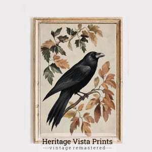 Raven Wall Art | Vintage Crow Illustration | Gothic Home Decor | Bird Nature Print | Antique Crow Print | p0626