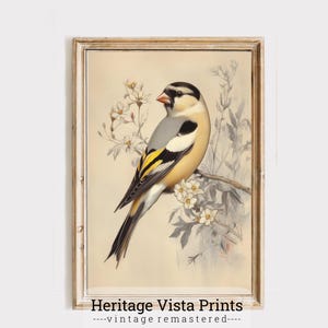 Bird Art | Vintage Bird Art | Nature Illustration | Decorative Bird Print | Vintage decor | Antique Bird Decor | p0634