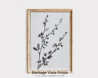 Vintage Botanical Print: Black and White Floral Wall Art (Digital Download)