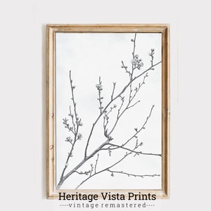 Branch Vintage Illustration | Black & White Print | High Resolution Drawing | Printable Neutral Botanical Lineart Classical Drawing |  p0427