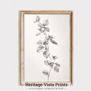 Black & White Antique Print | Old World Botanical Illustration | High Resolution Drawing | Neutral Plant Illustration Vintage Lineart p0433