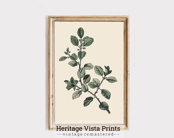 Vintage Botanical Print: Green Leaves Illustration (Digital Download)