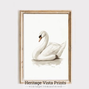 Vintage Swan Illustration Art Print: Elegant Bird Poster (Digital Download)