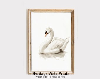 Vintage Swan Illustration Art Print: Elegant Bird Poster (Digital Download)