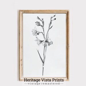 Daffodil Black & White Illustration | Antique High Resolution Plant Drawing | Vintage Botanical Classical Sketch | Cottagecore | p0431