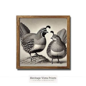 Vintage Quail Wall Art, Printable Bird Illustration, Farmhouse Decor, Digital Download, Vintage Quail Print, Rustic Animal Artwork | s0464