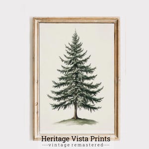 Tree Illustration Wall Art, Pine Tree Print, Nature Decor, Botanical Artwork, Forest Theme Poster, Evergreen Art Print | p0693