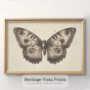Vintage Butterfly Print, Botanical Wall Art, Insect Illustration Decor, Nature Enthusiast Gift, Scientific Butterfly Art, Wall Decor | w0648